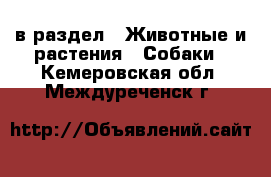  в раздел : Животные и растения » Собаки . Кемеровская обл.,Междуреченск г.